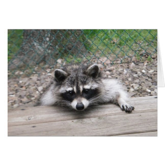Good Ol' Boy Racoon Card