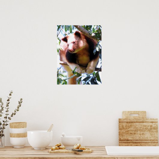 Goodmans Boom Kangaroo Poster (Keuken)