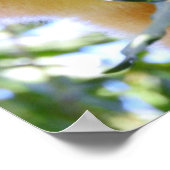 Goodmans Boom Kangaroo Poster (Hoek)