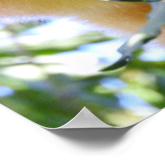 Goodmans Boom Kangaroo Poster (Hoek)