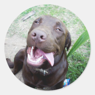 Goofy Delights: Chocolate Brown Labrador Puppy, Ronde Sticker