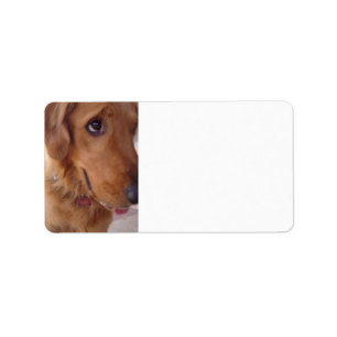 Goofy Golden Etiket