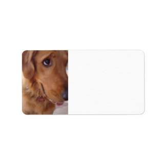 Goofy Golden Etiket