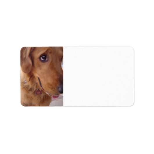 Goofy Golden Etiket (Voorkant)