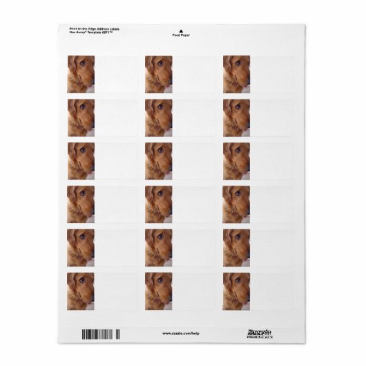 Goofy Golden Etiket (Full Sheet)