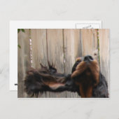 Goofy Gordon Setter Briefkaart (Voorkant / Achterkant)