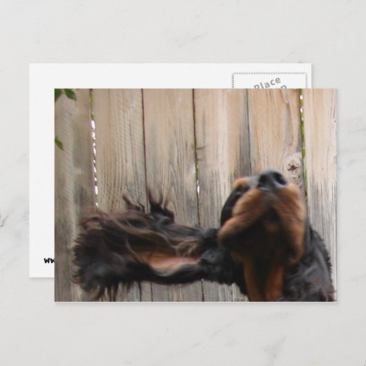 Goofy Gordon Setter Briefkaart (Voorkant / Achterkant)