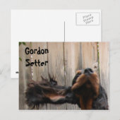 Goofy Gordon Setter Briefkaart (Voorkant / Achterkant)