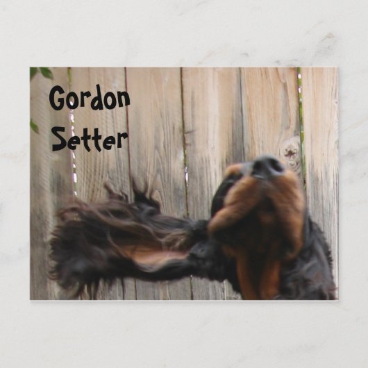 Goofy Gordon Setter Briefkaart (Voorkant)
