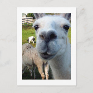 Goofy Llama Briefkaart