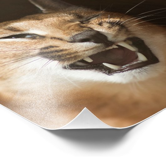 Goofy Lynx Foto Afdruk (Hoek)