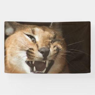 Goofy Lynx Spandoek