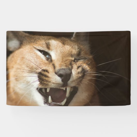Goofy Lynx Spandoek (Horizontaal)