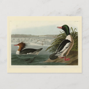 Goosander (Common Merganser) Audubon's vogels Briefkaart