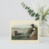 Goosander (Common Merganser) Audubon's vogels Briefkaart (Staand voorkant)