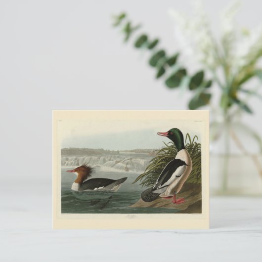 Goosander (Common Merganser) Audubon's vogels Briefkaart (Staand voorkant)