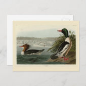 Goosander (Common Merganser) Audubon's vogels Briefkaart (Voorkant / Achterkant)