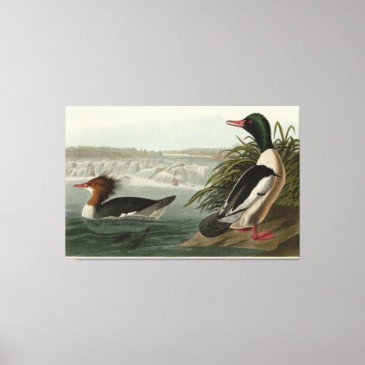 Goosander (Common Merganser) Audubon's vogels Canvas Afdruk (Voorkant)