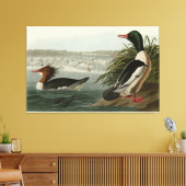 Goosander (Common Merganser) Audubon's vogels Canvas Afdruk (Insitu (Woonkamer))