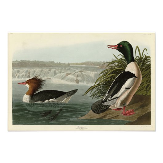 Goosander (Common Merganser) Audubon's vogels Foto Afdruk (Voorkant)