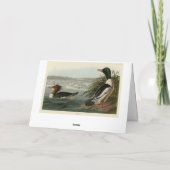 Goosander (Common Merganser) Audubon's vogels Kaart (Achterkant)