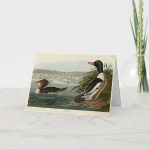 Goosander (Common Merganser) Audubon's vogels Kaart