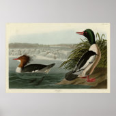 Goosander (Common Merganser) Audubon's vogels Poster (Voorkant)