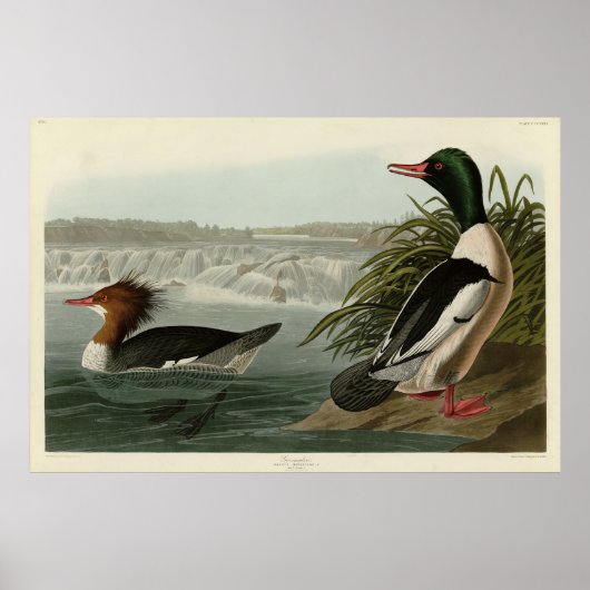 Goosander (Common Merganser) Audubon's vogels Poster (Voorkant)