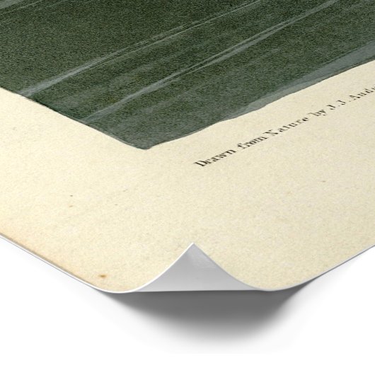 Goosander (Common Merganser) Audubon's vogels Poster (Hoek)