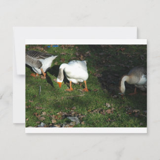 Goose