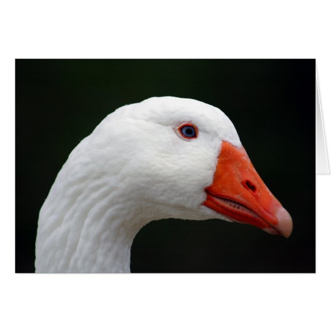 Goose (Voorkant Horizontaal)