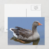 Goose Briefkaart (Voorkant / Achterkant)
