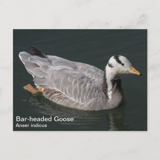 Goose Briefkaart (Voorkant)