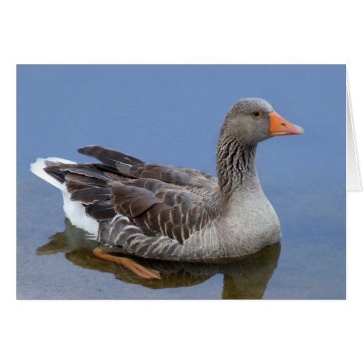 Goose Card (Voorkant Horizontaal)