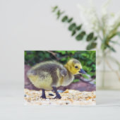 Goose Chick Briefkaart (Staand voorkant)