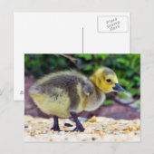 Goose Chick Briefkaart (Voorkant / Achterkant)