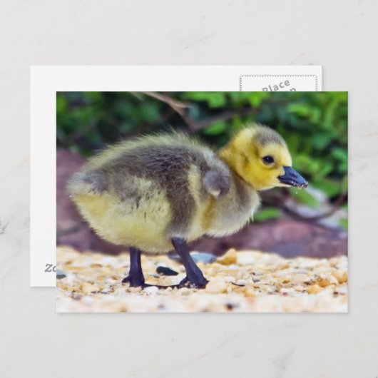 Goose Chick Briefkaart (Voorkant / Achterkant)