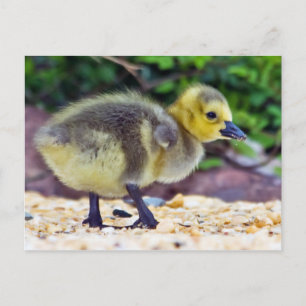 Goose Chick Briefkaart