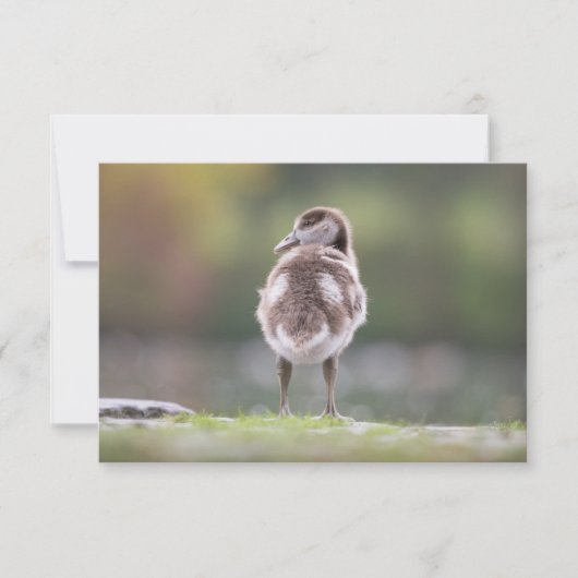 Goose Chick Natuur Photo Card (Voorkant)