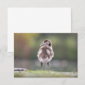 Goose Chick Natuur Photo Card (Voorkant / Achterkant)