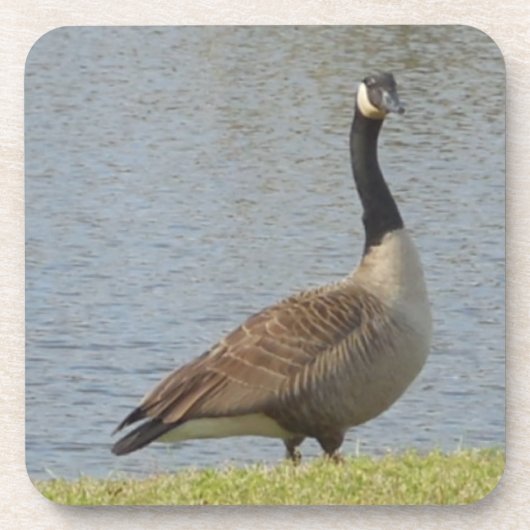 Goose door Pond Onderzetter Set (Voorkant)