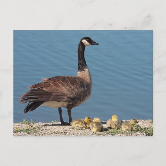 Goose Family Briefkaart (Voorkant)