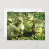 Goose Family Briefkaart (Voorkant / Achterkant)