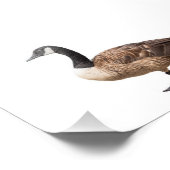 Goose Foto Afdruk (Hoek)