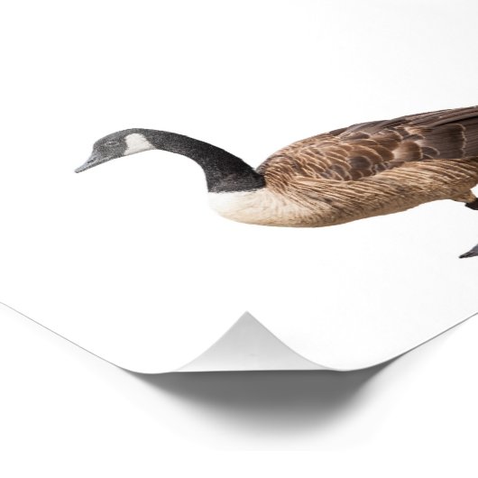 Goose Foto Afdruk (Hoek)