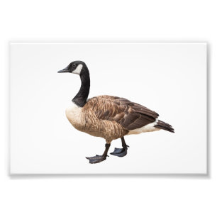 Goose Foto Afdruk