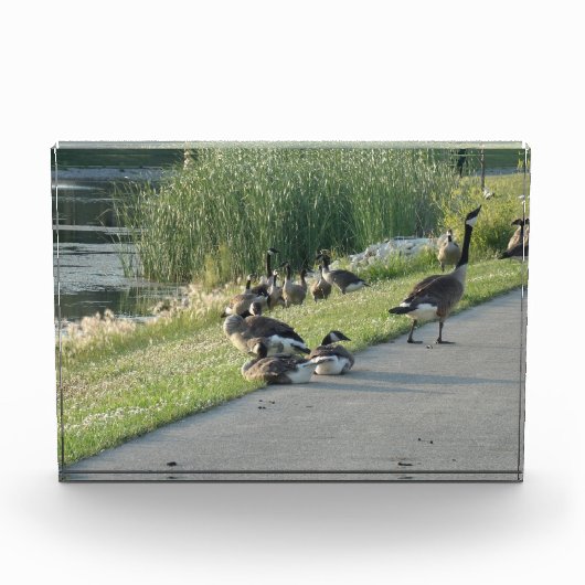Goose Fotoblokken (Voorkant)