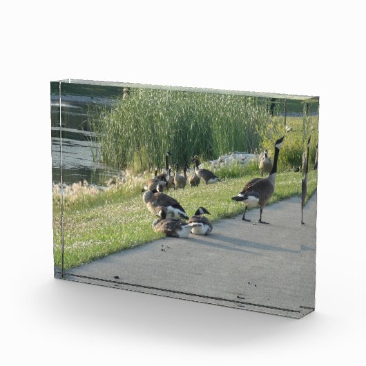 Goose Fotoblokken (Rechts)