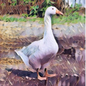 GOOSE GROTE KLOK