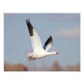 Goose high in de hemel foto afdruk (Voorkant)